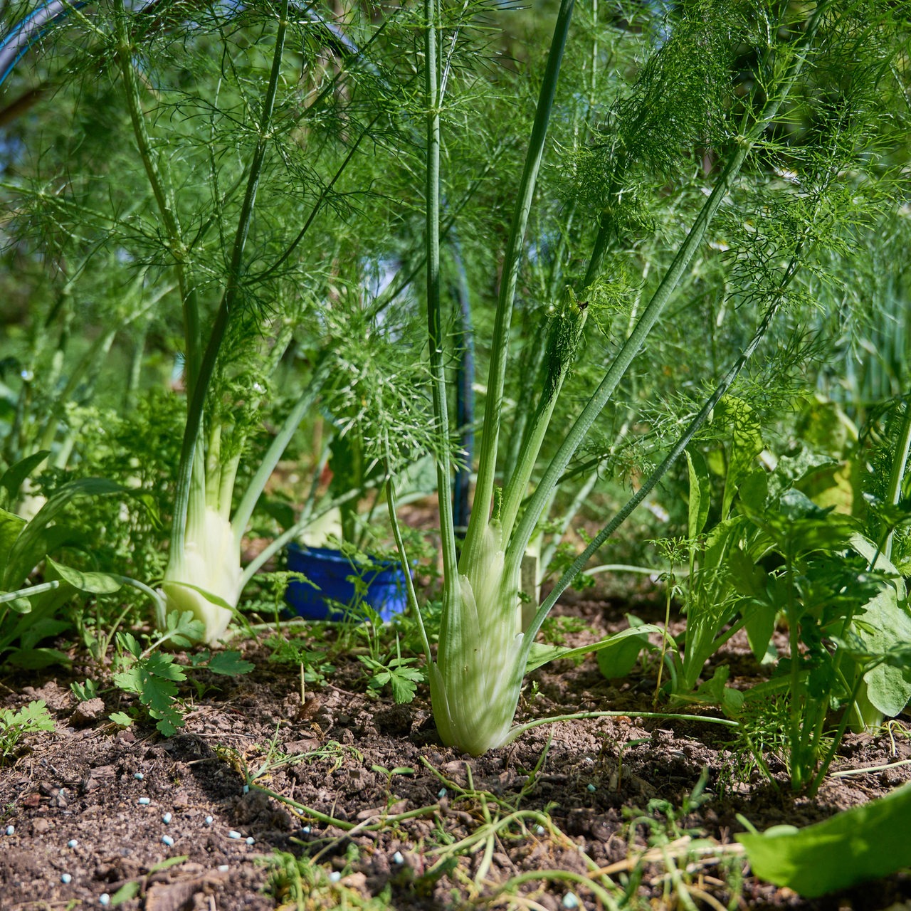 Fenchel im Beet