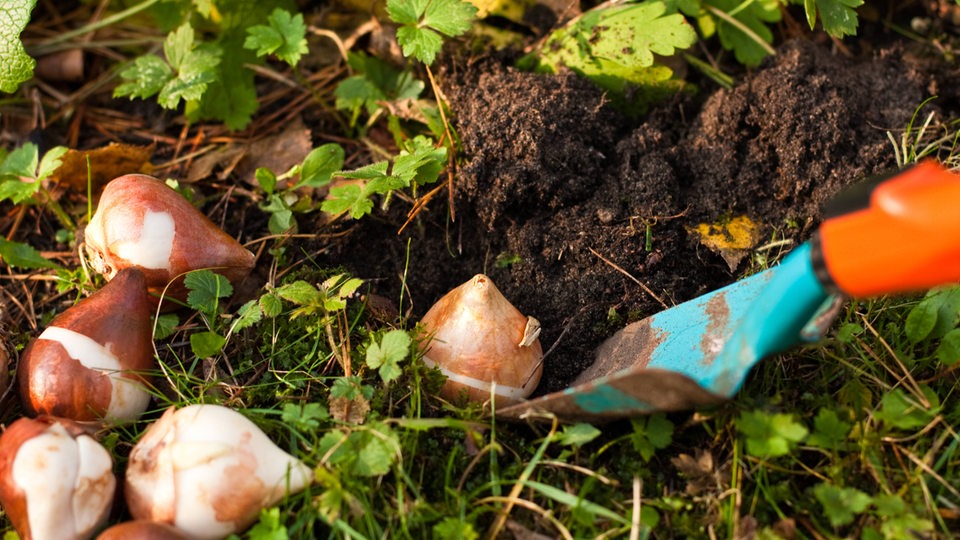 Im Herbst werden jetzt Tulpenzwiebeln gepflanzt 