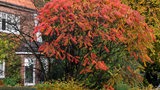 Essigbaum/Hirschkolbensumach in Herbstfärbung im Vorgarten 