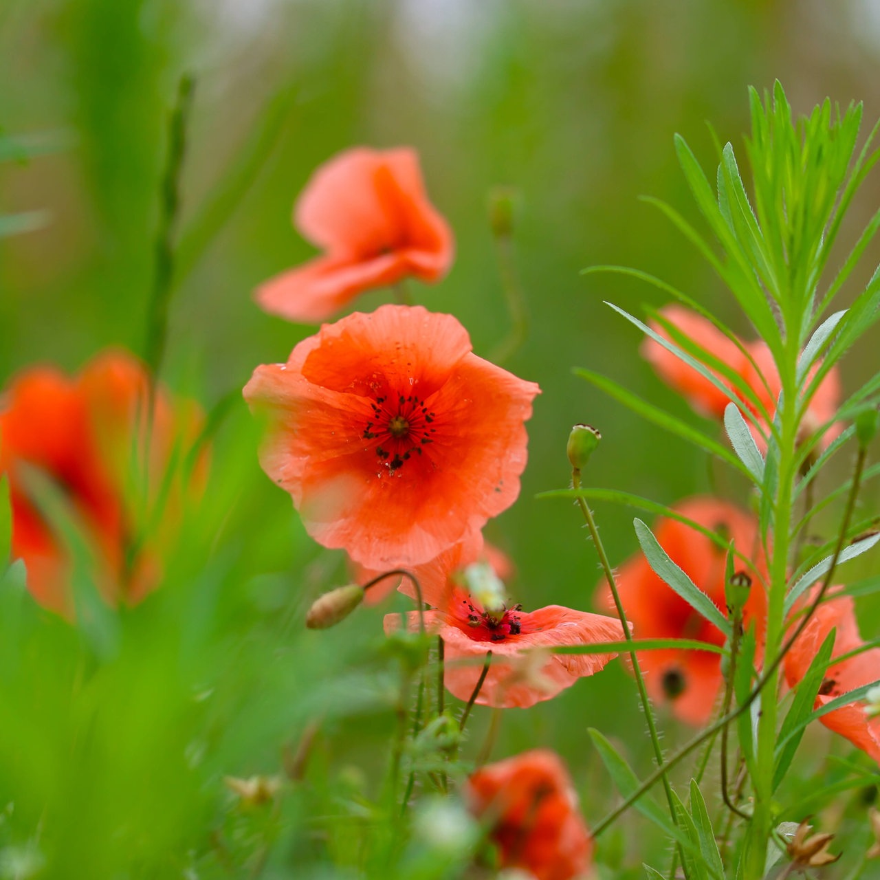 Klatschmohn