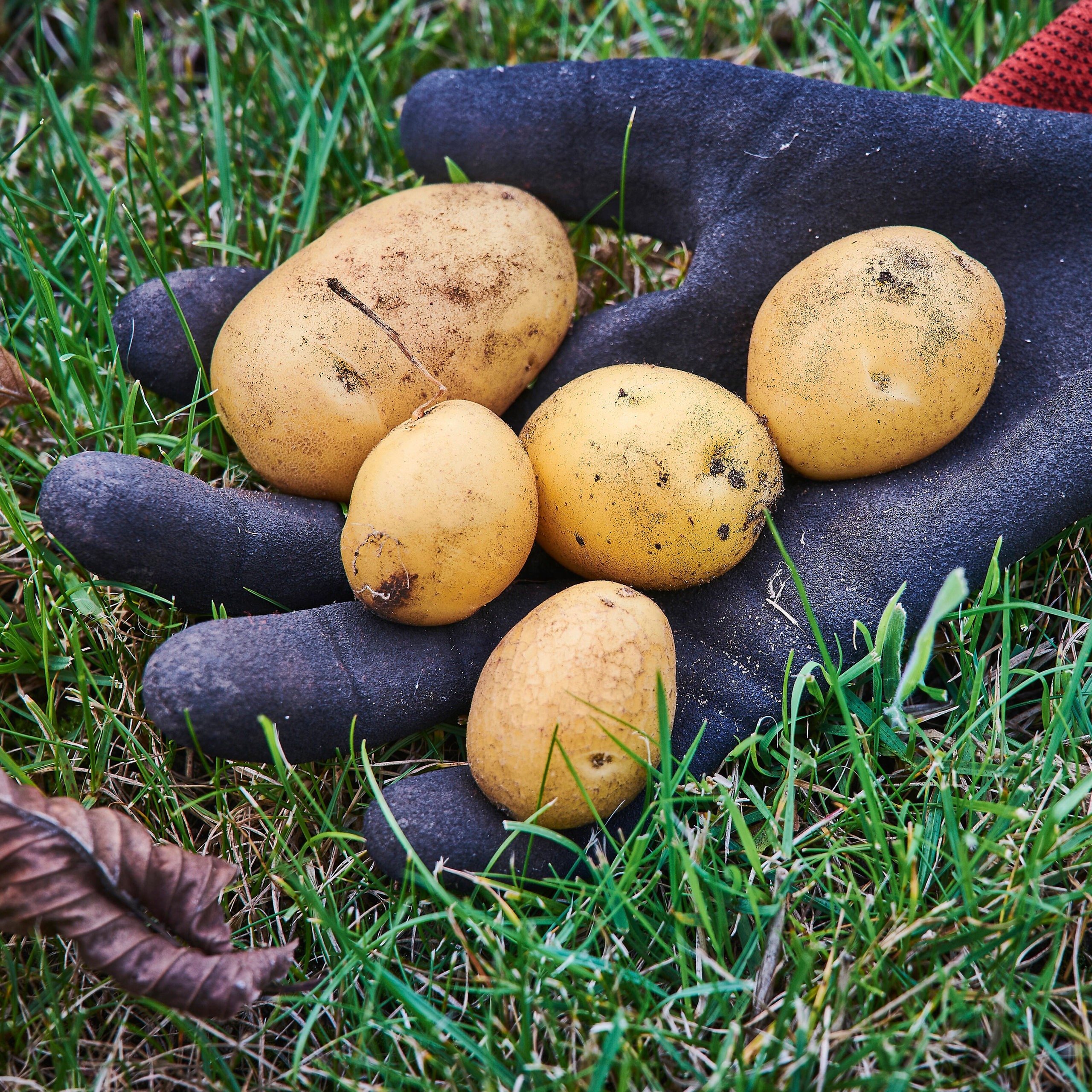 Kartoffeln anbauen im Garten und auf dem Balkon Bremen Eins