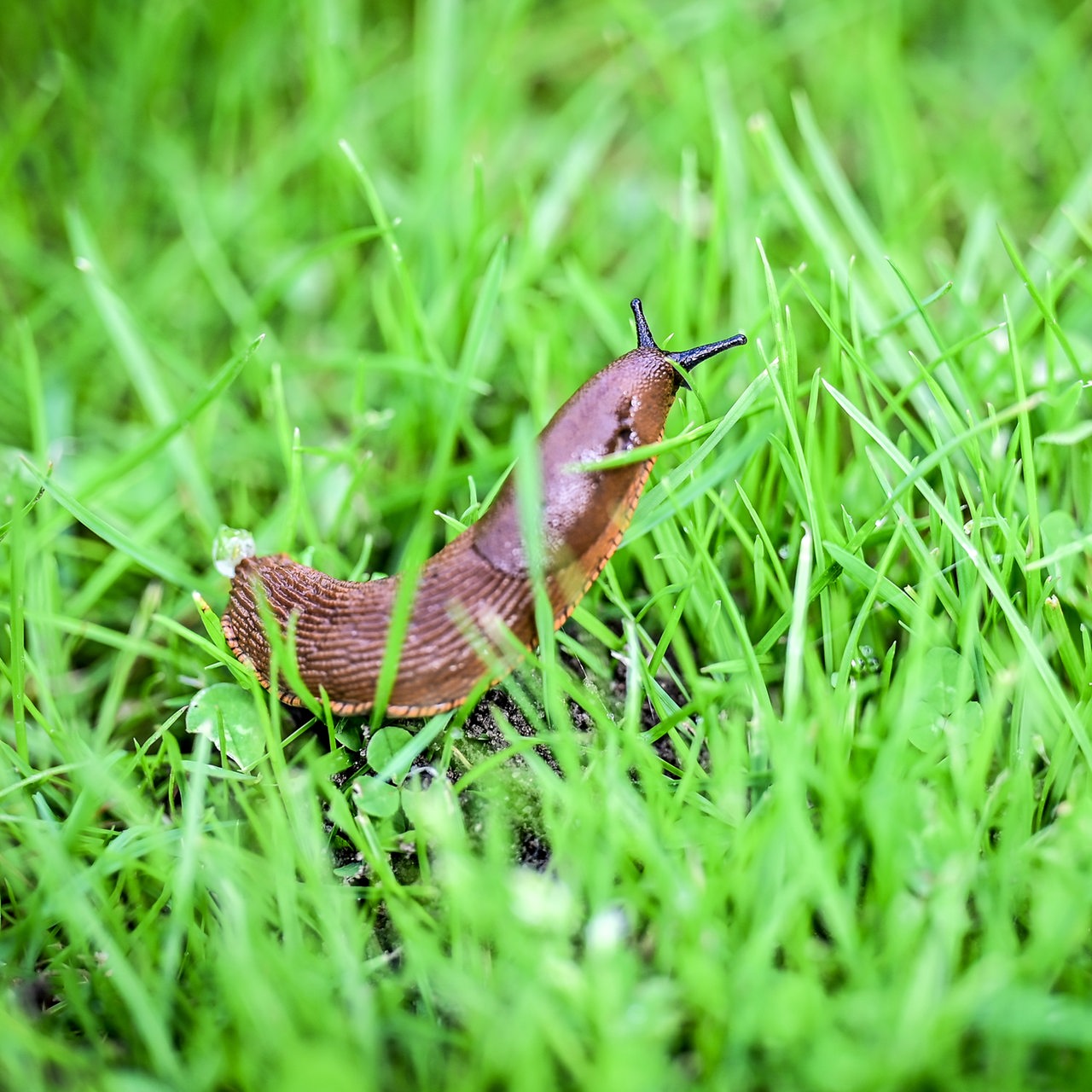 Nacktschnecke auf einer Wiese