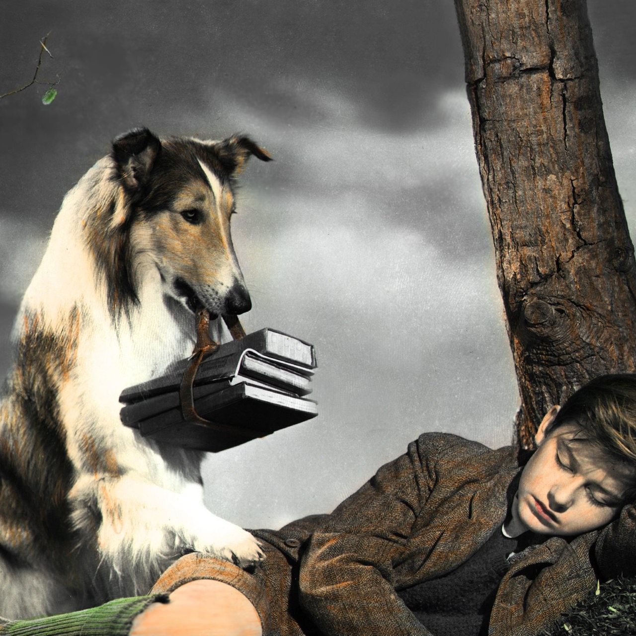 Filmszene aus "Lassie come home"