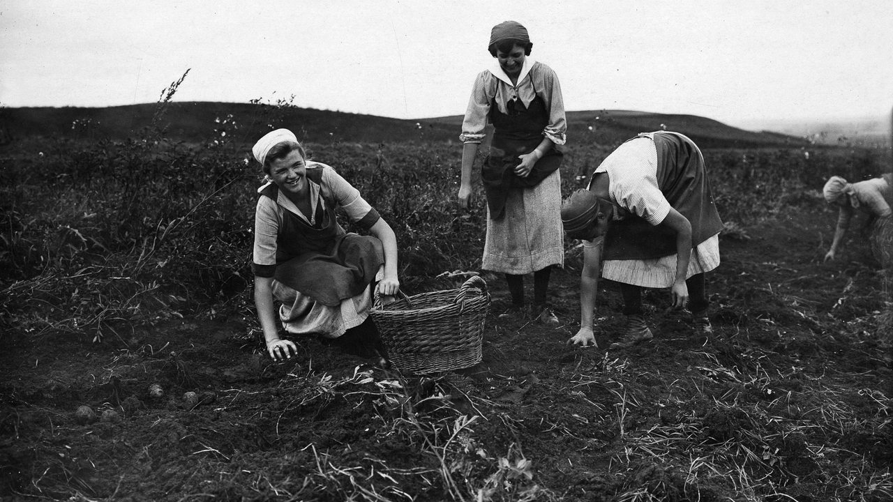 Frauen bei der Kartoffelernte um 1921