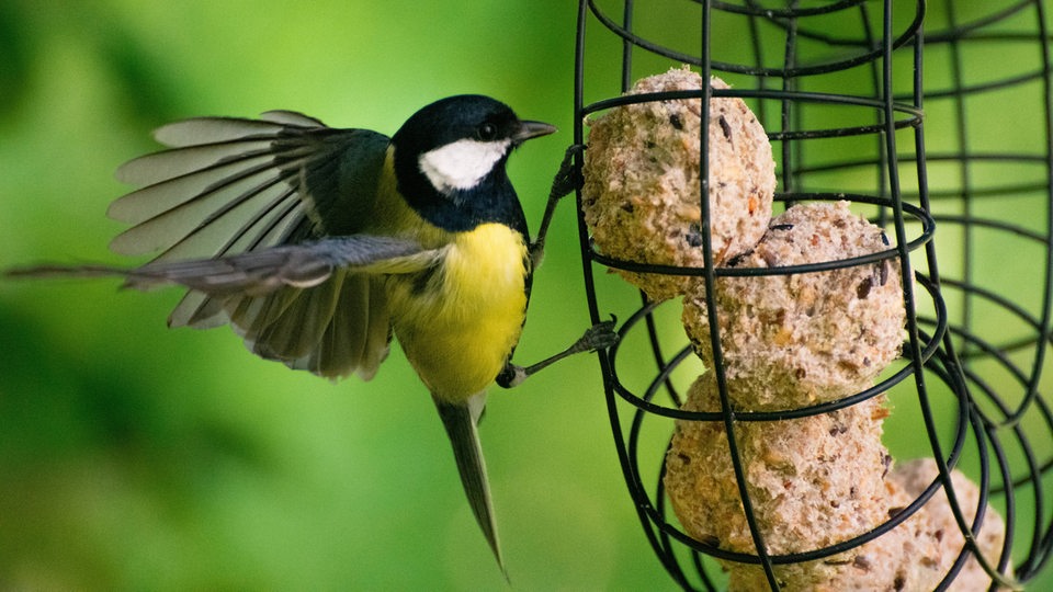 Vogel im Anflug an einen Meisenknödel